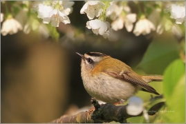 <p>KRÁLÍČEK OHNIVÝ (Regulus ignicapillus) /Firecrest - Sommergoldhähnchen/</p>